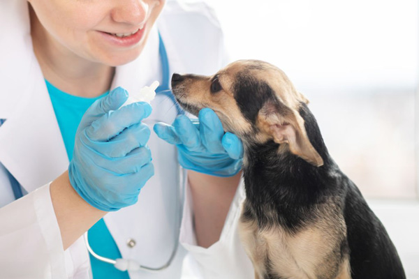 Mascotas Servicio farmaceutico para mascotas